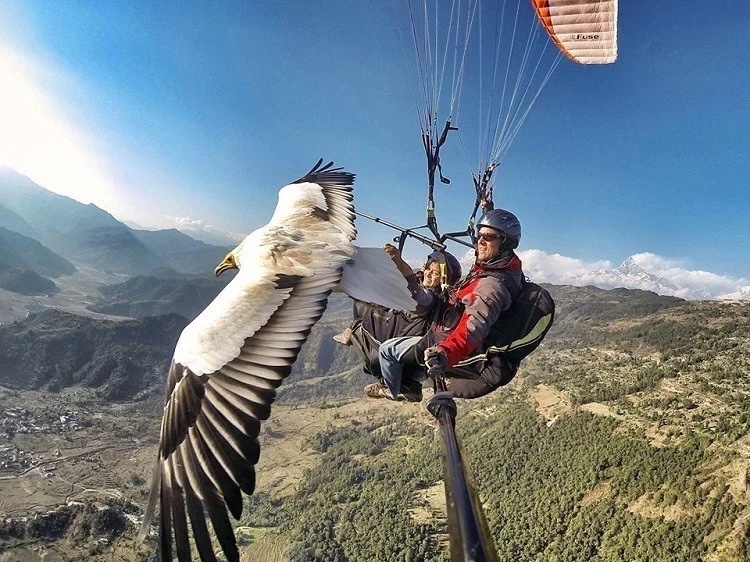 GoPro POV — paragliding beside a soaring eagle over the mountains